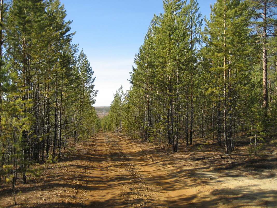 Дорога в лесу - Anna Ivanova Дорога в лесу - Anna Ivanova