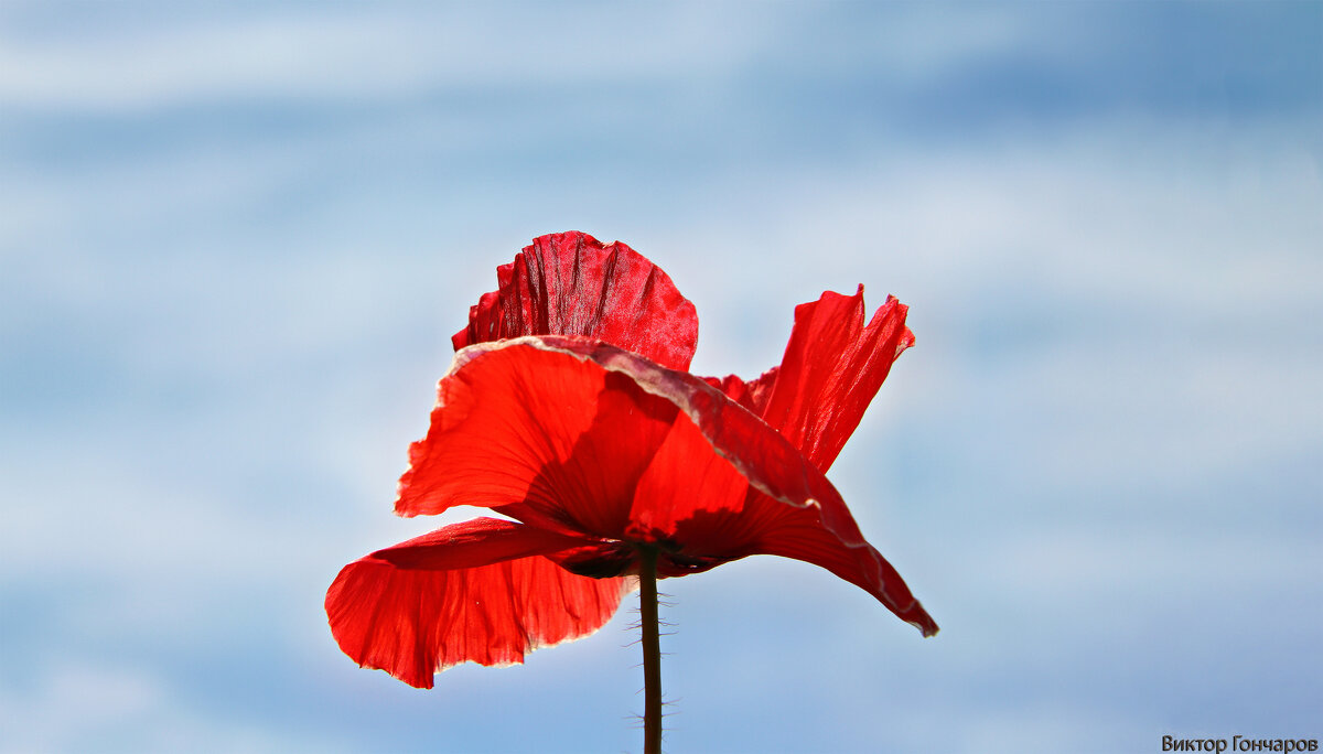 мак - Laryan1 мак - Laryan1