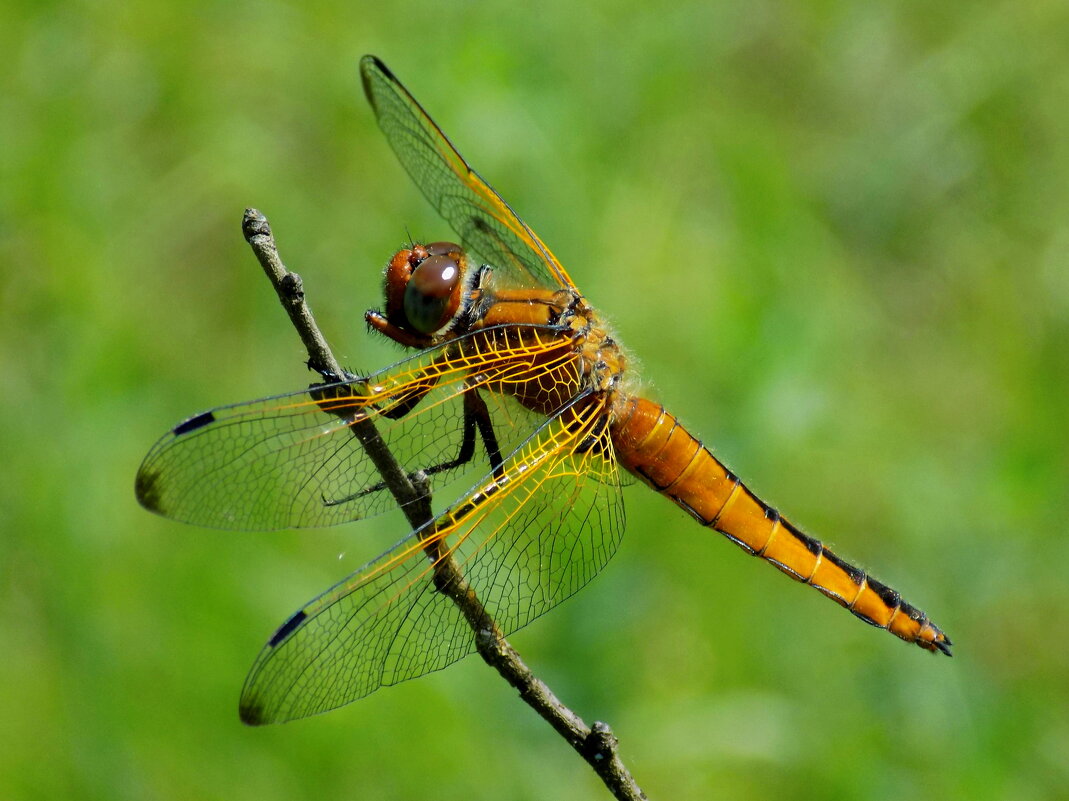 Стрекоза рыжая - Константин Штарк