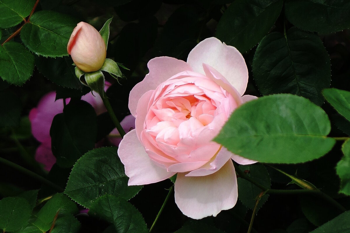 Розы - Рита Симонова