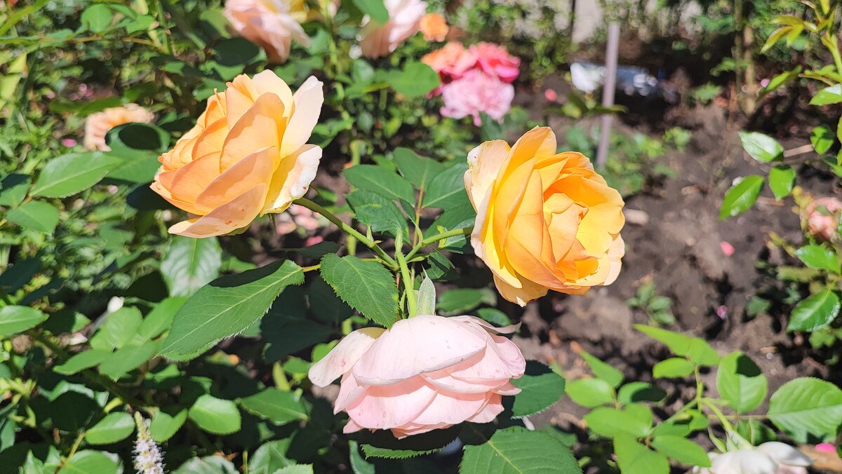 ,,, - Сергей Тимоновский