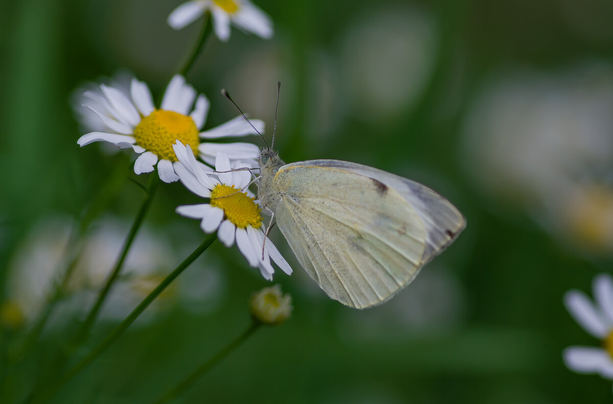 Капустница. - Sergey (Apg)