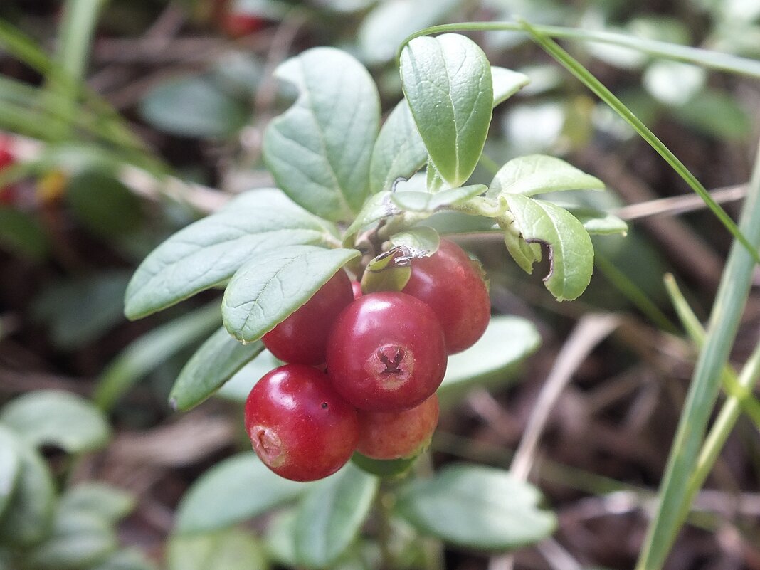 Брусника - Зоя Мишина