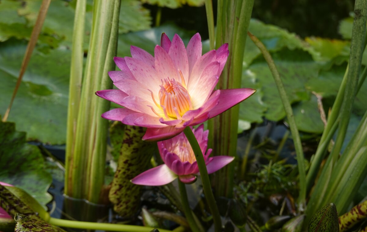 Нимфея лепесточки раскрывает, любовью к солнцу глаз её горит! - Галина 