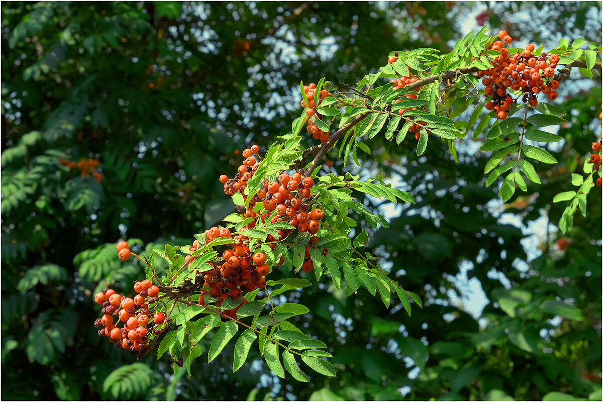 Картинка августа - Валентин Котляров