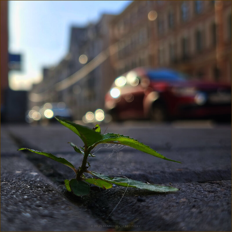 My magic Petersburg_04269_БаскОв переулок_Xiaomi-T14 - Станислав Лебединский