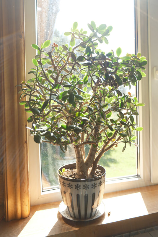 Цветок в лучах солнца - Dar(k) Life