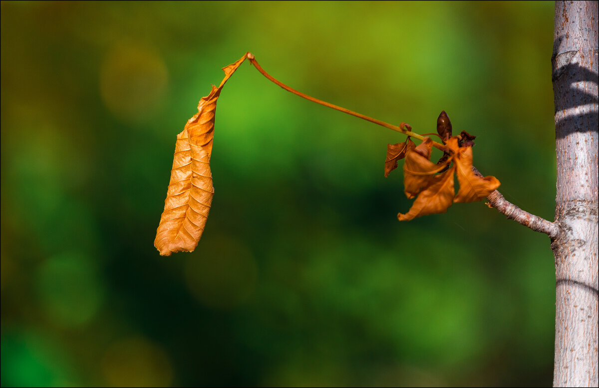 Скоро осень - Александр Тарноградский