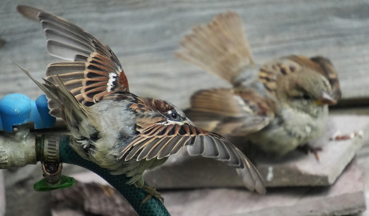 Очень злой воробей - Павел Fotoflash911 Никулочкин