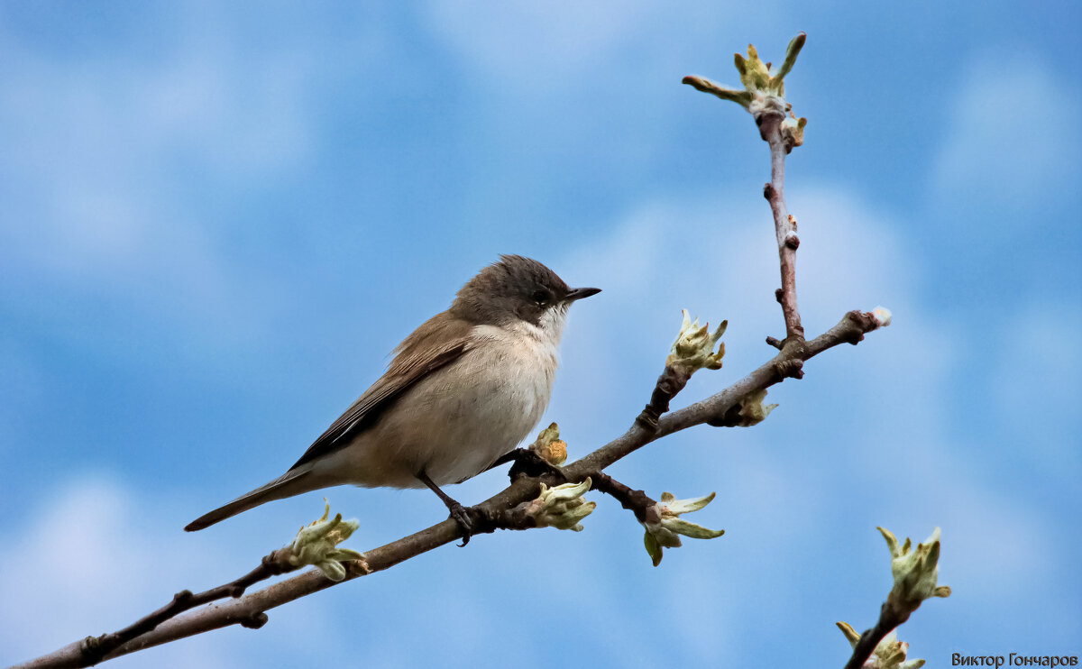 Славка завирушка - Laryan1 