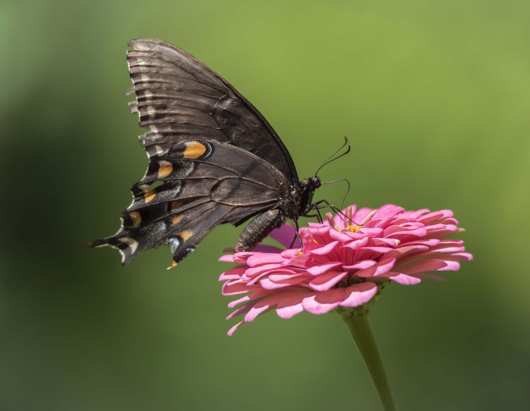 Черный махаон - Tatiana 