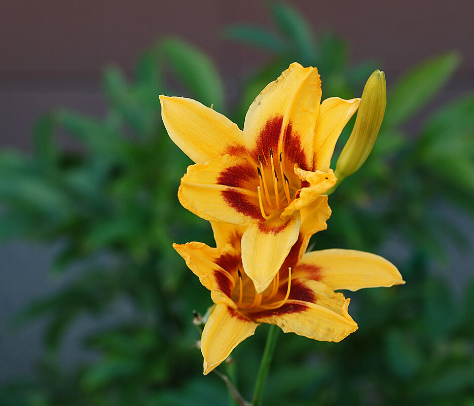 Семейка лилейников - Светлана 