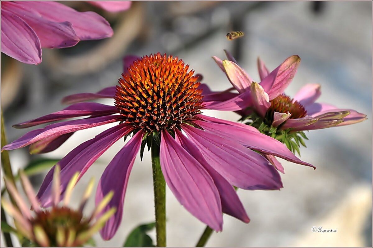 Августовским вечером - Aquarius - Сергей Августовским вечером - Aquarius - Сергей