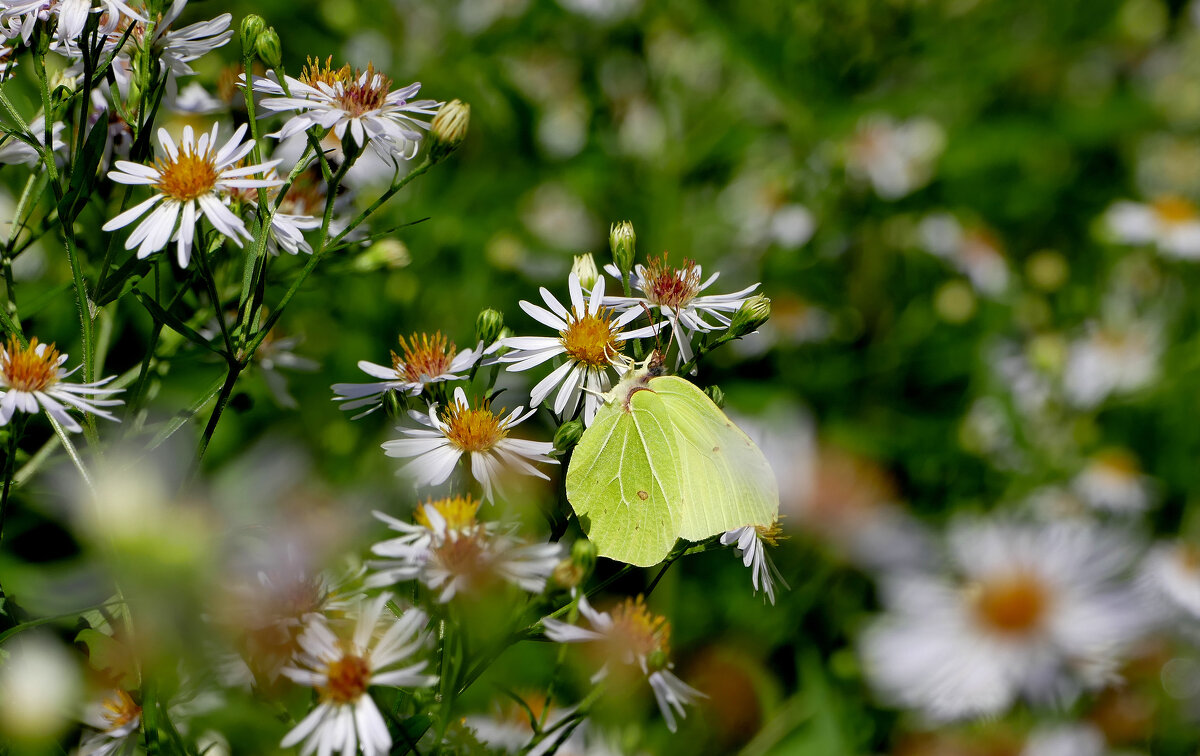 бабочки августа  1 - Александр Прокудин