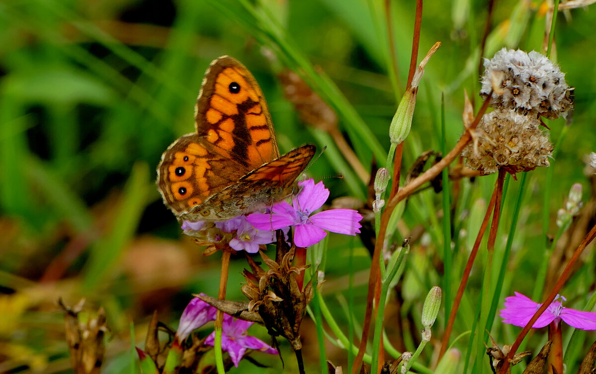 бабочки августа  4 - Александр Прокудин