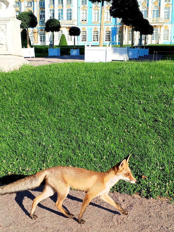 Лиса - Сапсан 