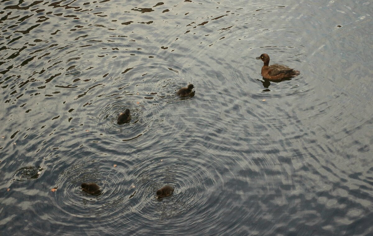 Поздние дети - Наталья Герасимова