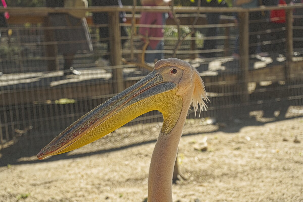 Хайфа 2025г - ujgcvbif 