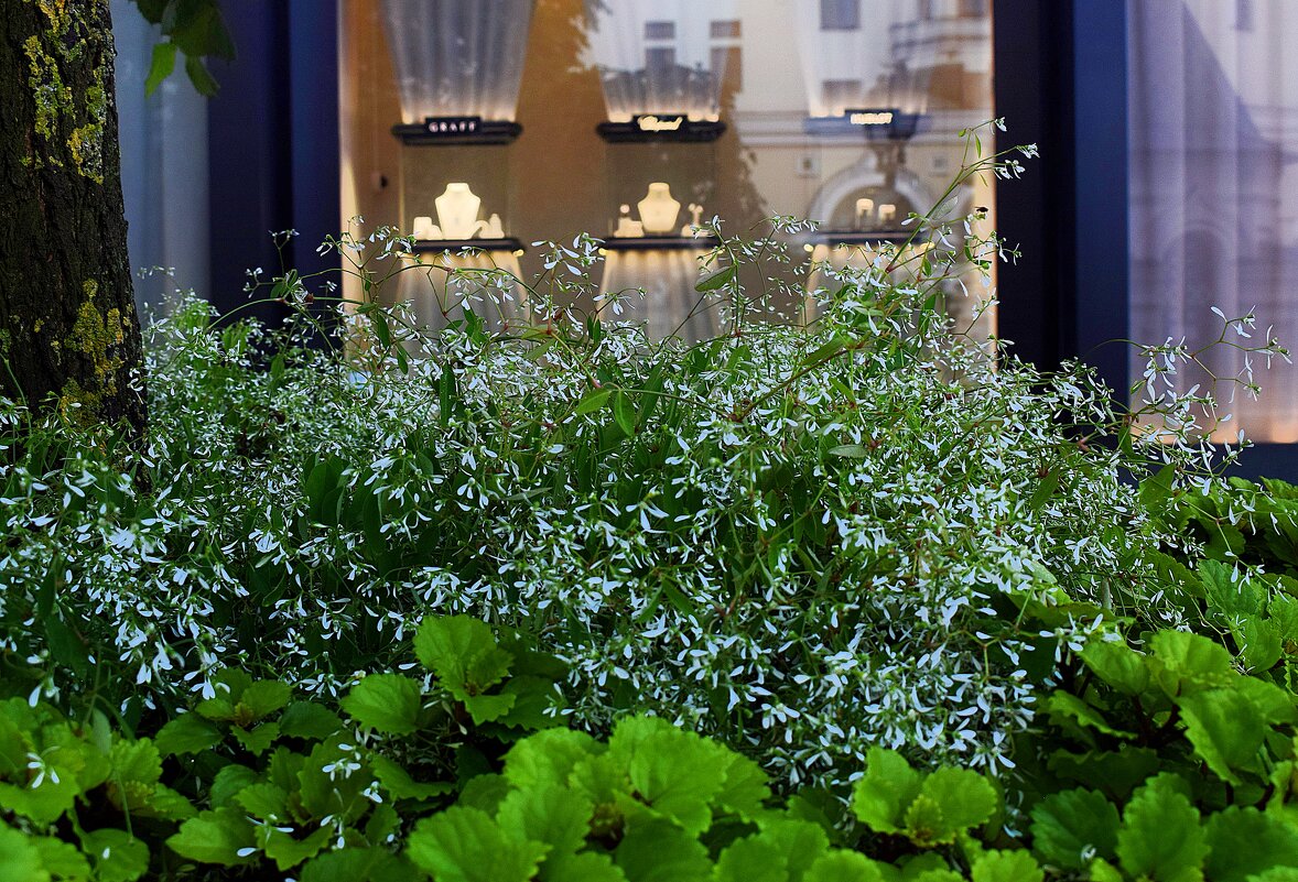 Столешников цветёт и благоухает. - Татьяна Помогалова