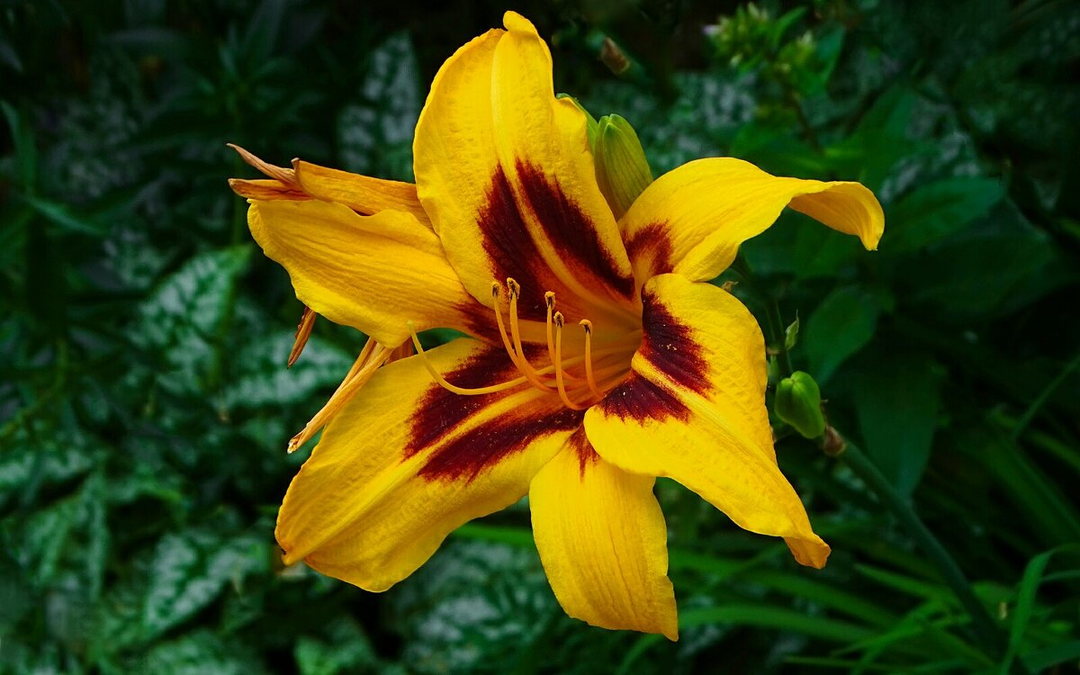 Лилия на городской клумбе. - Милешкин Владимир Алексеевич 