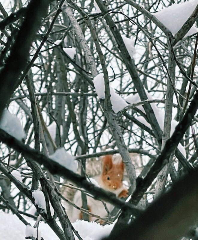 Белочка зимой - Георгиевич 