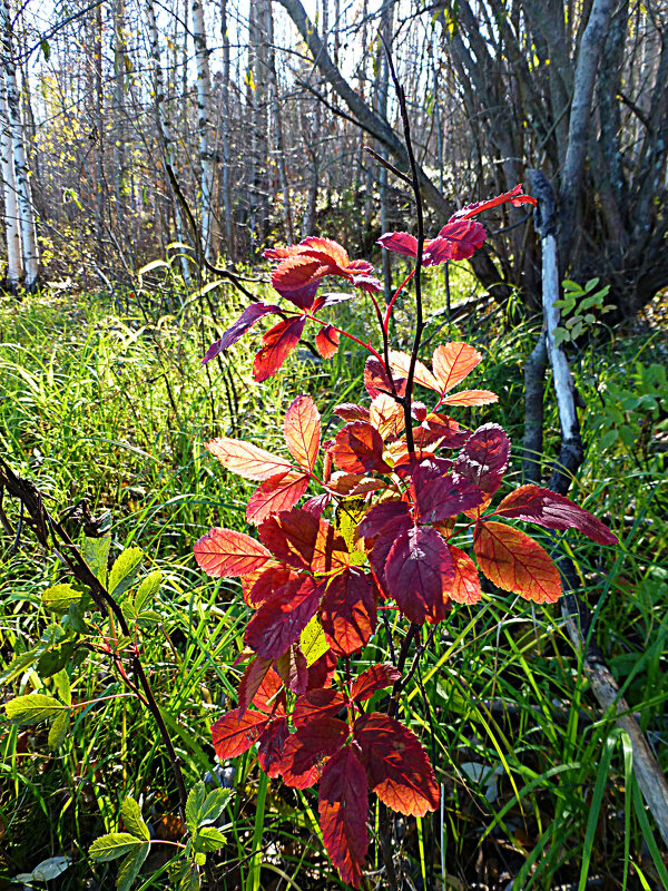 Сентябрь...Осенний "фонарик"! - Владимир 
