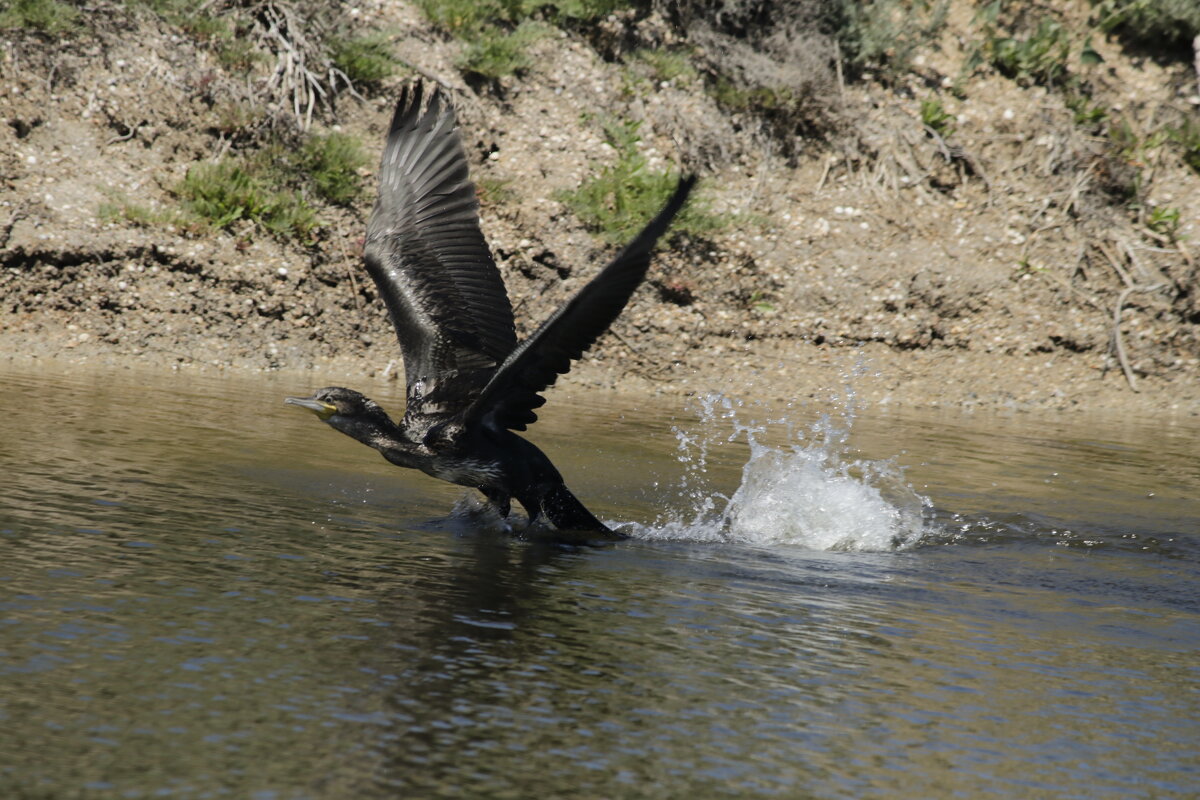 Взлет баклана - Александр Велигура