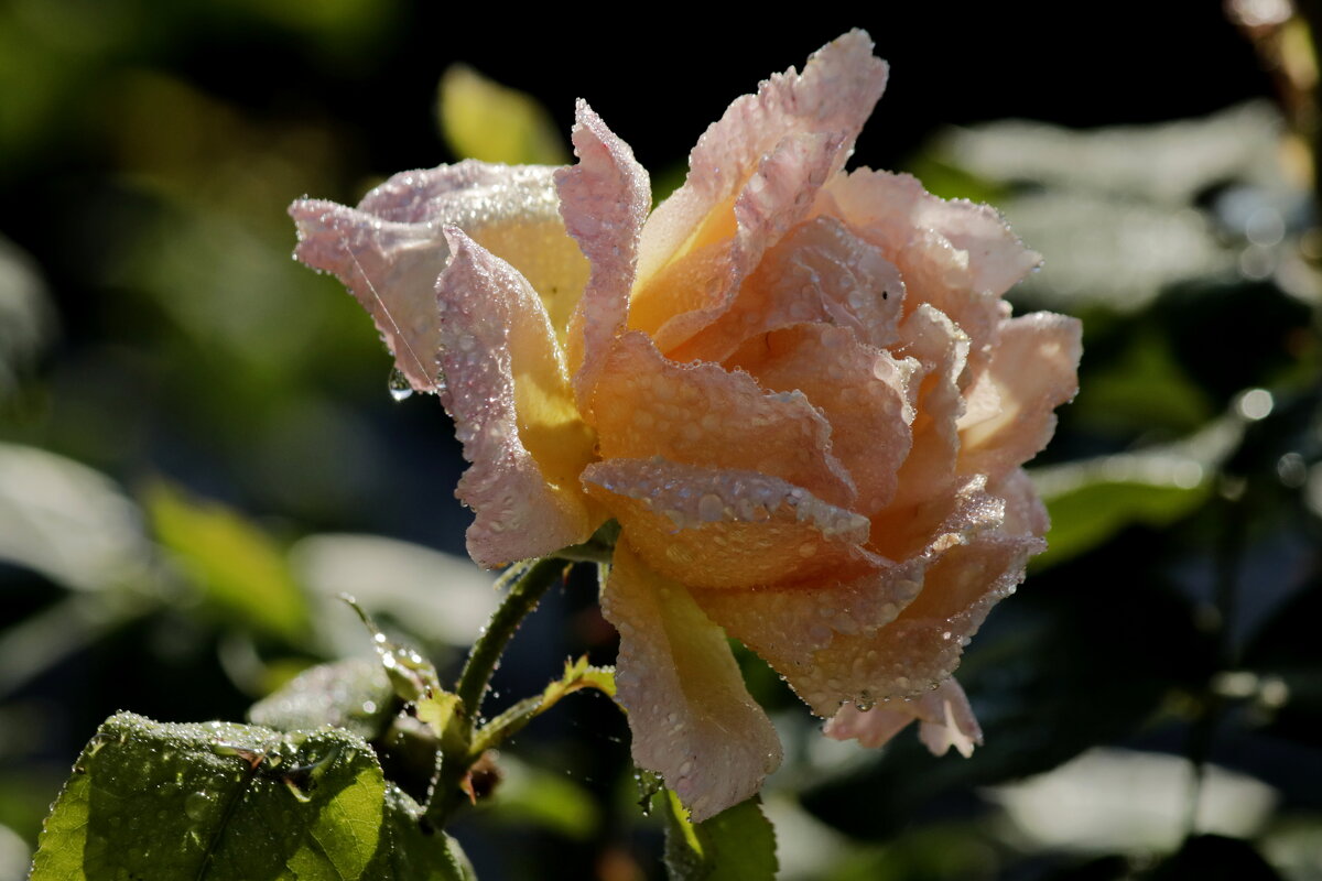 Нежность - Александр Велигура