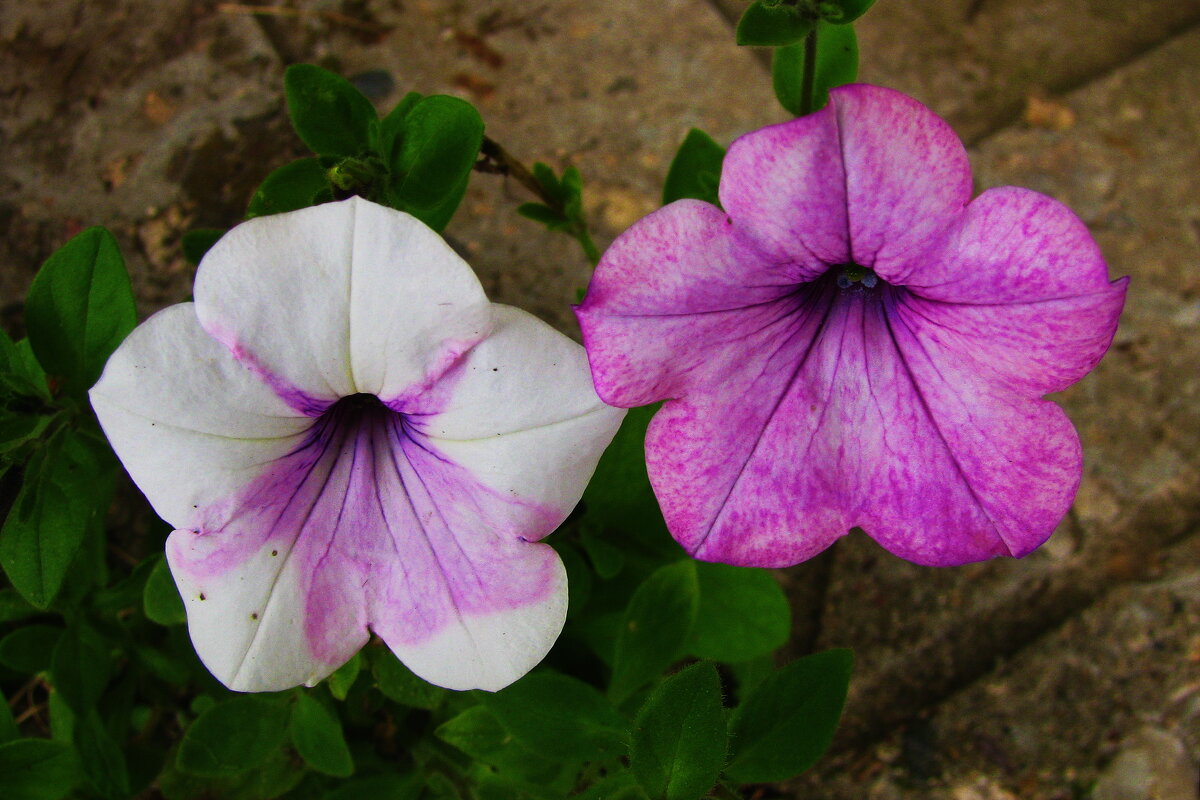 Нежность - Людмила Смородинская