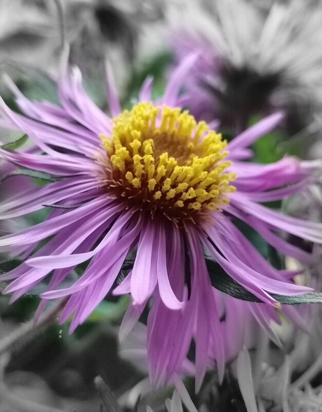 Цвет фиолетовый - Любимова Ольга Цвет фиолетовый - Любимова Ольга