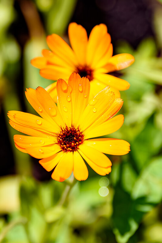 После дождичка! - Михаил Соколов