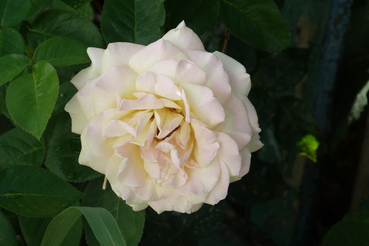 Глория  Дей - Валентин Семчишин