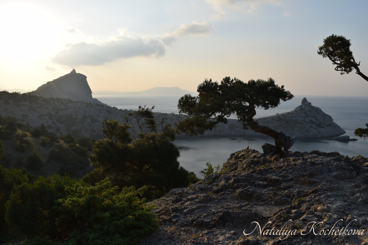 Природа Крыма - Amazing Cosmea