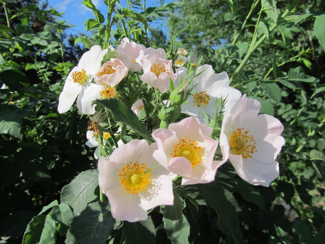 белый шиповник - Елена Шаламова белый шиповник - Елена Шаламова