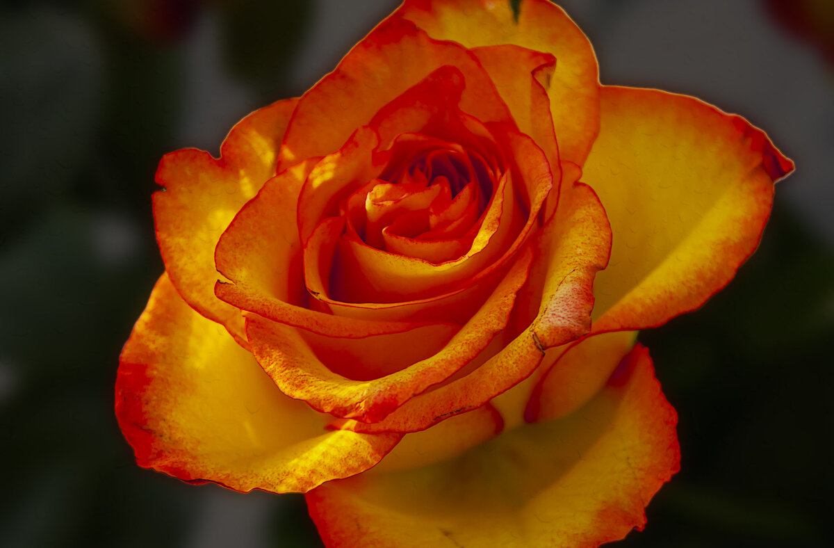 Роза флорибунда красно-жёлтая - Aleksey Afonin Роза флорибунда красно-жёлтая - Aleksey Afonin