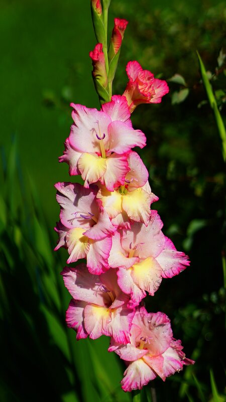 Гладиолус - Наталья Лакомова Гладиолус - Наталья Лакомова