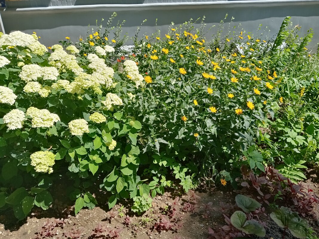 Цветы. - Владимир Драгунский