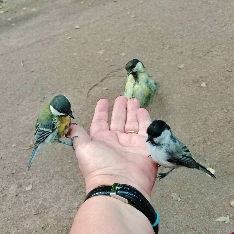 Троица бесстрашная - Nataly St. 