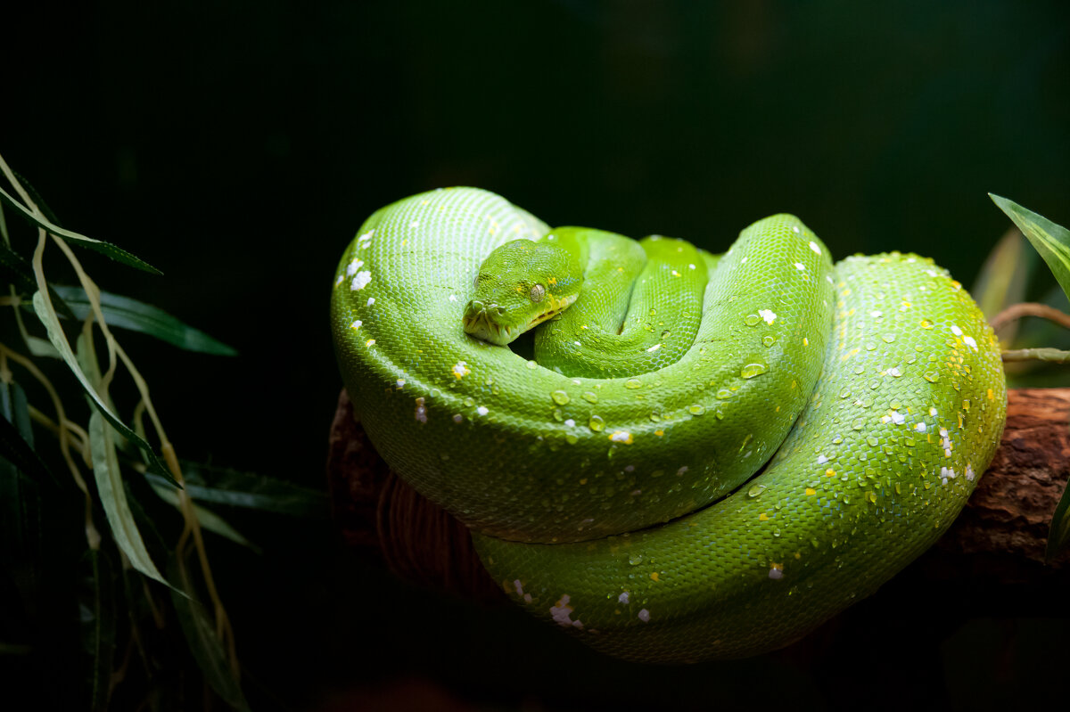 Контактный зоопарк - Андрей Контактный зоопарк - Андрей