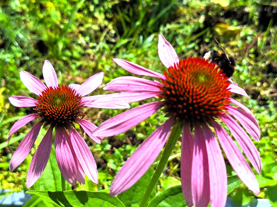 цветы - Наталья 