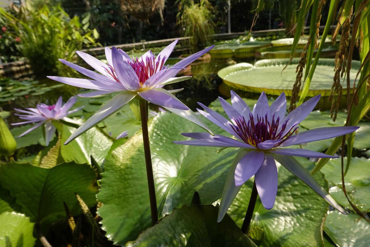 Нимфея ... - Галина 