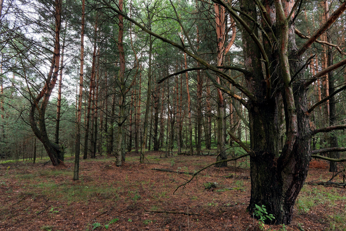 Лесная поляна - Dar(k) Life