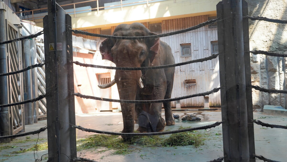 Слон. - Alex 711402 Слон. - Alex 711402