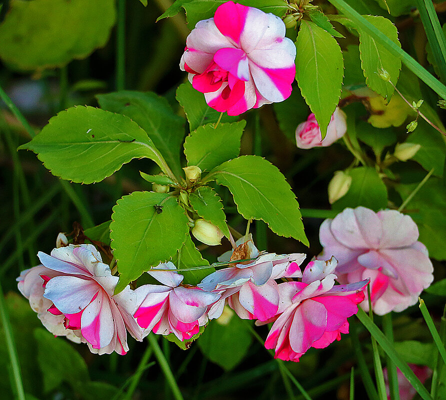 Бальзамин махровый (мокрый ванька) - Светлана 