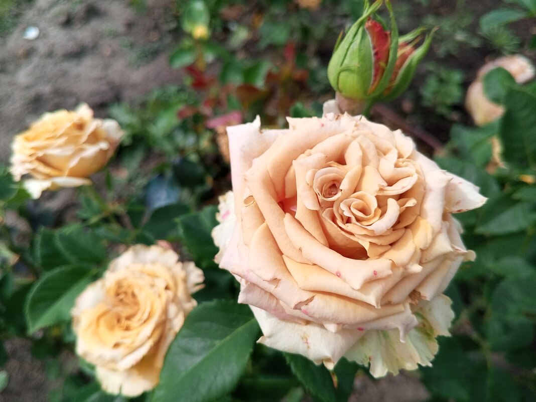 Роза - Сапсан 