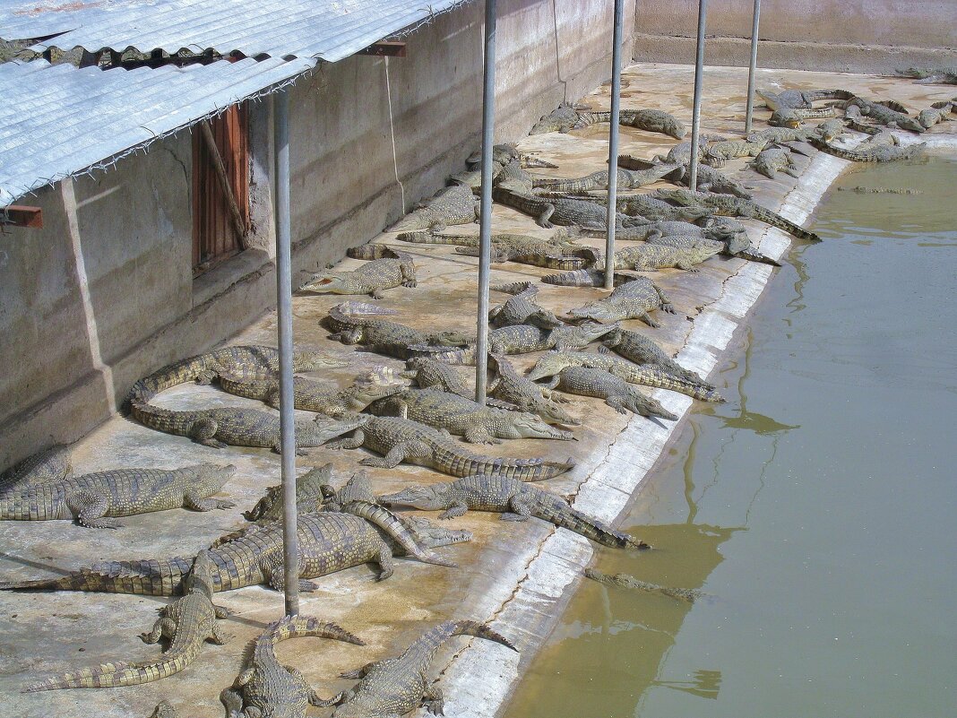 Сегодня на пляже не протолкнуться! - unix (Илья Утропов)