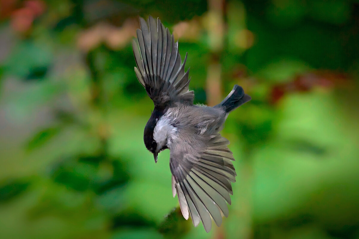 живая природа - Николай Соколухин