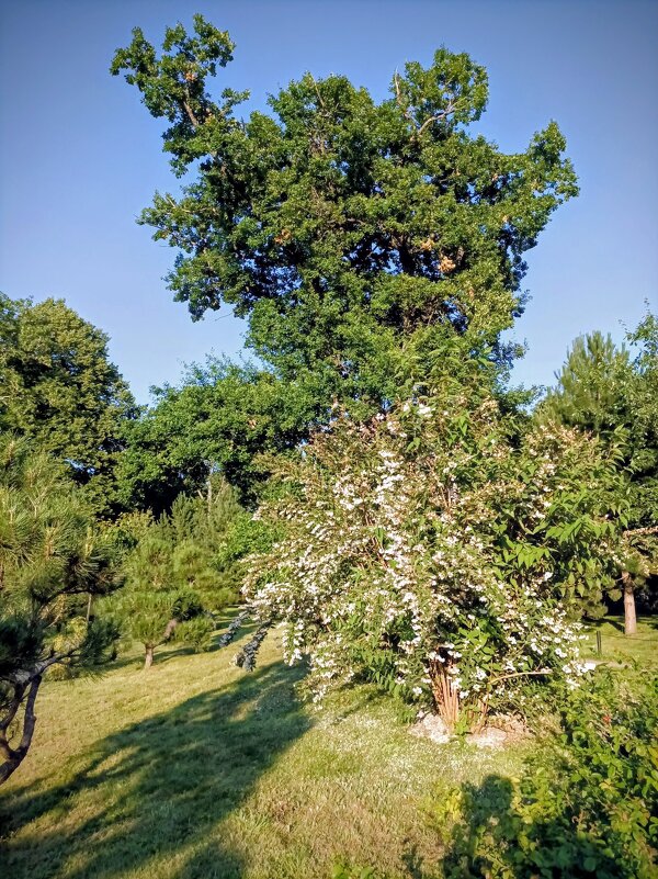 В Японском саду - Veera V