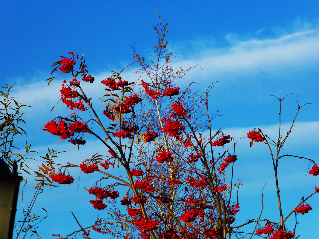 Сентябрь...Рябина у Храма! - Владимир 