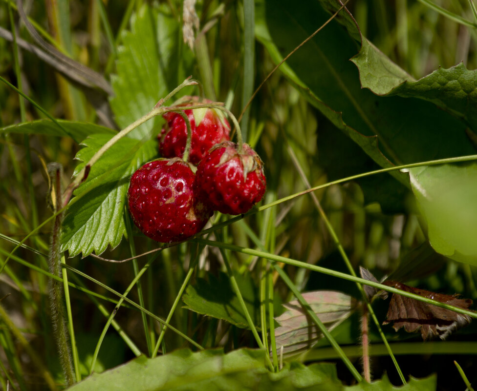Летнее - Олег Денисов